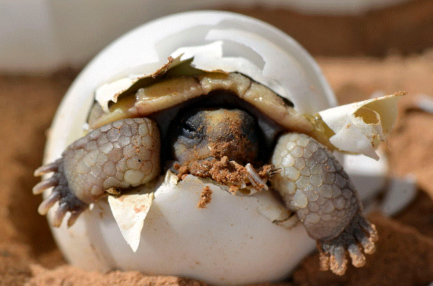 Feeding for California Desert Tortoise