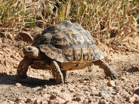Care of the Leopard Tortoise