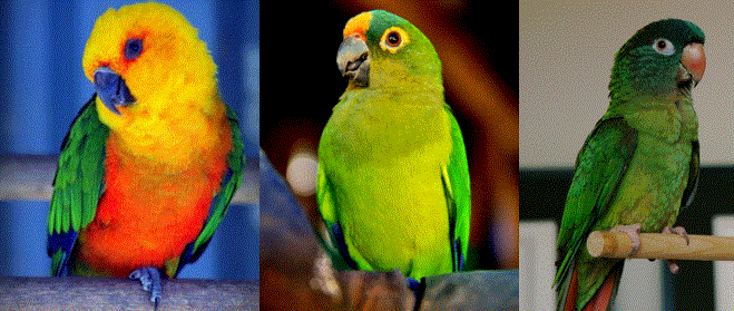 Top 10 conures as pets