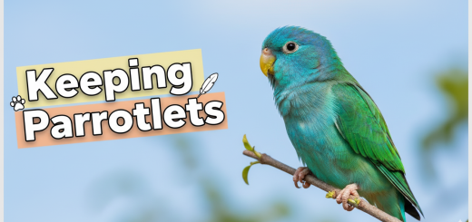 Keeping Parrotlets as Pets Care Guide thumbnail